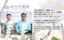 おまかせ中輪胡蝶蘭　2本立ち　