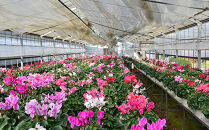 【ノブヒロ園芸】シクラメン　6号鉢　＜ピンク系＞