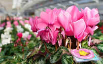 【ノブヒロ園芸】シクラメン　6号鉢　＜おまかせ＞