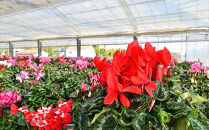 【ノブヒロ園芸】シクラメン　6号鉢　＜おまかせ＞