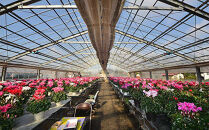 【ノブヒロ園芸】シクラメン　6号鉢　＜おまかせ＞