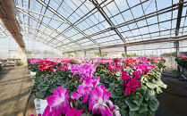 【ノブヒロ園芸】シクラメン　6号鉢　＜おまかせ＞