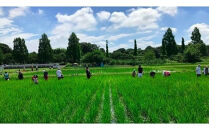 十色の米づくり体験（お米付き）全4回　