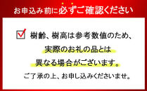 黒松盆栽（中型サイズ）　【11100-0073】
