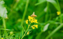 埼玉県産はちみつ24本スティック　【11100-2252】