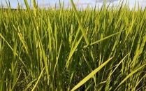 見沼田圃　ほたる米（無農薬／無化学肥料玄米）&nbsp;コシヒカリ&nbsp;5kg　