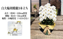 白大輪胡蝶蘭　3本立ち30輪程度（つぼみ含む）　