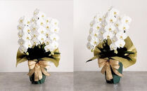 白大輪胡蝶蘭　3本立ち30輪程度（つぼみ含む）　