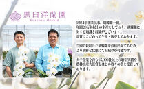 白大輪胡蝶蘭　3本立ち30輪程度（つぼみ含む）　