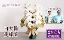 白大輪胡蝶蘭　2本立ち22輪程度（つぼみ含む）　