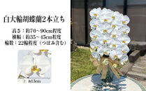 白大輪胡蝶蘭　2本立ち22輪程度（つぼみ含む）　