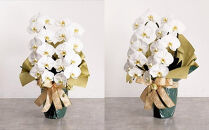 白大輪胡蝶蘭　2本立ち22輪程度（つぼみ含む）　