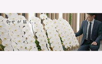 白大輪胡蝶蘭　2本立ち22輪程度（つぼみ含む）　