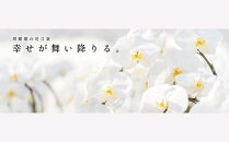 白大輪胡蝶蘭　2本立ち22輪程度（つぼみ含む）　