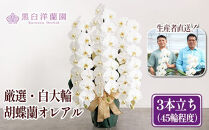 厳選・白大輪胡蝶蘭オレアル　3本立ち45輪程度（つぼみ含む）　