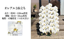 厳選・白大輪胡蝶蘭オレアル　3本立ち45輪程度（つぼみ含む）　