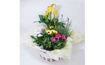 【定期便】【全6回定期便】1年中季節のお花が楽しめる！旬のお花盛り合わせ（2か月に1回お届け）