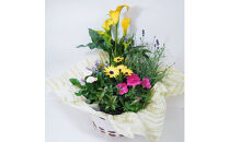 【定期便】【全6回定期便】1年中季節のお花が楽しめる！旬のお花盛り合わせ（2か月に1回お届け）