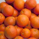 ◆＜6月発送＞家庭用セミノールオレンジ4.5kg+135g（傷み補償分）【樹上完熟】【わけあり・訳あり】