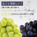 長野市産&nbsp;ナガノパープル＆シャインマスカット詰合せ１kg【2026年9月以降出荷分】フルーツ&nbsp;ぶどう&nbsp;葡萄&nbsp;果物&nbsp;人気&nbsp;種なし&nbsp;新鮮&nbsp;期間限定&nbsp;令和8年&nbsp;2026年発送
