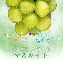 長野県&nbsp;長野市産&nbsp;シャインマスカット1kg(1～3房)【2026年9月下旬頃～発送予定】（矢島農園）