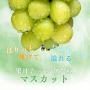 長野県&nbsp;長野市産&nbsp;シャインマスカット1kg(1～3房)【2026年9月下旬頃～発送予定】（矢島農園）