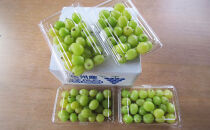 長野市産&nbsp;シャインマスカット&nbsp;粒パック&nbsp;ご家庭用&nbsp;1.2kg（300g×4パック）