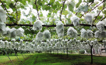 長野市産&nbsp;シャインマスカット&nbsp;粒パック&nbsp;ご家庭用&nbsp;1.2kg（300g×4パック）