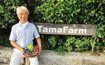 長野市産&nbsp;シャインマスカット&nbsp;粒パック&nbsp;ご家庭用&nbsp;1.2kg（300g×4パック）