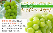 タマファーム　長野市産&nbsp;シャインマスカット&nbsp;粒パック&nbsp;ご家庭用&nbsp;1.2kg（300g×4パック）&nbsp;|&nbsp;&nbsp;シャインマスカット&nbsp;ぶどう&nbsp;葡萄&nbsp;フルーツ&nbsp;果物&nbsp;家庭用&nbsp;人気&nbsp;おすすめ&nbsp;タマファーム&nbsp;直送&nbsp;&nbsp;&nbsp;送料無料&nbsp;長野県&nbsp;長野市&nbsp;信州&nbsp;信濃&nbsp;ふるさと納税