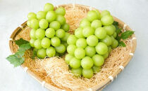 長野市産&nbsp;シャインマスカット1kg【2026年9月以降出荷分】フルーツ&nbsp;ぶどう&nbsp;葡萄&nbsp;果物&nbsp;人気&nbsp;種なし&nbsp;数量限定&nbsp;令和8年&nbsp;産地&nbsp;長野