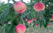 長野県&nbsp;長野市産&nbsp;桃1.8kg(6～11個)【2026年7月下旬頃～発送予定】（矢島農園）