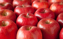 長野市産&nbsp;サンふじ&nbsp;りんご&nbsp;家庭用&nbsp;訳あり&nbsp;5kg&nbsp;【2026年11月中旬頃より発送予定】