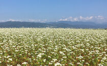 長野粉碾屋とろろそば360g×20入