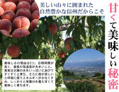 【先行予約】桃6kg(長野市川中島の桃農家を応援プロジェクト)【2025年7月下旬以降出荷分】