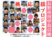 【先行予約】桃6kg(長野市川中島の桃農家を応援プロジェクト)【2025年7月下旬以降出荷分】