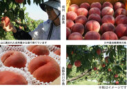 【先行予約】桃6kg(長野市川中島の桃農家を応援プロジェクト)【2025年7月下旬以降出荷分】