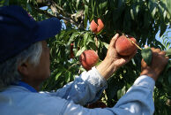 【先行予約】桃6kg(長野市川中島の桃農家を応援プロジェクト)【2025年7月下旬以降出荷分】