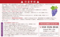長野市産&nbsp;クイーンルージュ(R)&nbsp;1房(約450g)&nbsp;果物&nbsp;くだもの&nbsp;フルーツ&nbsp;葡萄&nbsp;ぶどう&nbsp;ブドウ&nbsp;人気&nbsp;長野県&nbsp;長野市&nbsp;|&nbsp;ぶどう&nbsp;希少品種&nbsp;クイーンルージュ&nbsp;皮ごと&nbsp;人気&nbsp;おすすめ&nbsp;フルーツ&nbsp;果物&nbsp;葡萄&nbsp;ブドウ&nbsp;高級&nbsp;シャインマスカット&nbsp;ユニコーン&nbsp;長野県&nbsp;長野市&nbsp;信州&nbsp;信濃&nbsp;ふるさと納税