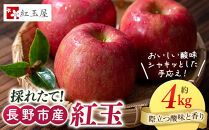 紅玉屋&nbsp;長野市産&nbsp;紅玉&nbsp;4kg【2026年9月下旬以降の出荷分】（紅玉屋）&nbsp;|&nbsp;&nbsp;りんご&nbsp;林檎&nbsp;&nbsp;フルーツ&nbsp;果物&nbsp;ギフト&nbsp;&nbsp;人気&nbsp;おすすめ&nbsp;送料無料&nbsp;長野県&nbsp;長野市&nbsp;信州&nbsp;信濃&nbsp;ふるさと納税