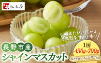 ★&nbsp;紅玉屋&nbsp;長野市産大粒シャインマスカット1房（約450g～800g）【2026年9月上旬頃より順次発送】&nbsp;|&nbsp;&nbsp;シャインマスカット&nbsp;ぶどう&nbsp;フルーツ&nbsp;果物&nbsp;国産&nbsp;人気&nbsp;おすすめ&nbsp;ギフト&nbsp;プレゼント&nbsp;送料無料&nbsp;長野県&nbsp;長野市&nbsp;信州&nbsp;信濃&nbsp;ふるさと納税