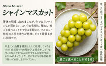 ★&nbsp;紅玉屋&nbsp;長野市産大粒シャインマスカット1房（約450g～800g）【2026年9月上旬頃より順次発送】&nbsp;|&nbsp;&nbsp;シャインマスカット&nbsp;ぶどう&nbsp;フルーツ&nbsp;果物&nbsp;国産&nbsp;人気&nbsp;おすすめ&nbsp;ギフト&nbsp;プレゼント&nbsp;送料無料&nbsp;長野県&nbsp;長野市&nbsp;信州&nbsp;信濃&nbsp;ふるさと納税