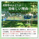 長野市産&nbsp;ナガノパープル（贈答用）2房【2026年9月上旬頃発送予定】