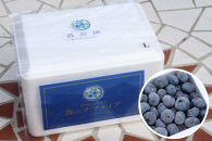 長野市産「森のサファイア」冷凍ブルーベリー（Lサイズ）500ｇスチロールパック