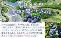 長野市産「森のサファイア」冷凍ブルーベリー（Lサイズ）500ｇスチロールパック&nbsp;|&nbsp;&nbsp;ブルーベリー&nbsp;&nbsp;フルーツ&nbsp;冷凍&nbsp;&nbsp;人気&nbsp;おすすめ&nbsp;ギフト&nbsp;送料無料&nbsp;長野県&nbsp;長野市&nbsp;信州&nbsp;信濃&nbsp;ふるさと納税