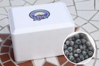 長野市産「森のサファイア」冷凍ブルーベリー（Mサイズ）500ｇスチロールパック