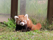 茶臼山動物園入園券・茶臼山モノレール乗車券　８セット