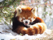 茶臼山動物園入園券・茶臼山モノレール乗車券　３セット