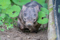 茶臼山動物園入園券・茶臼山モノレール乗車券　３セット