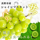 長野市産シャインマスカット【特秀】2房【2026年9月中旬以降出荷分】（タマファーム）